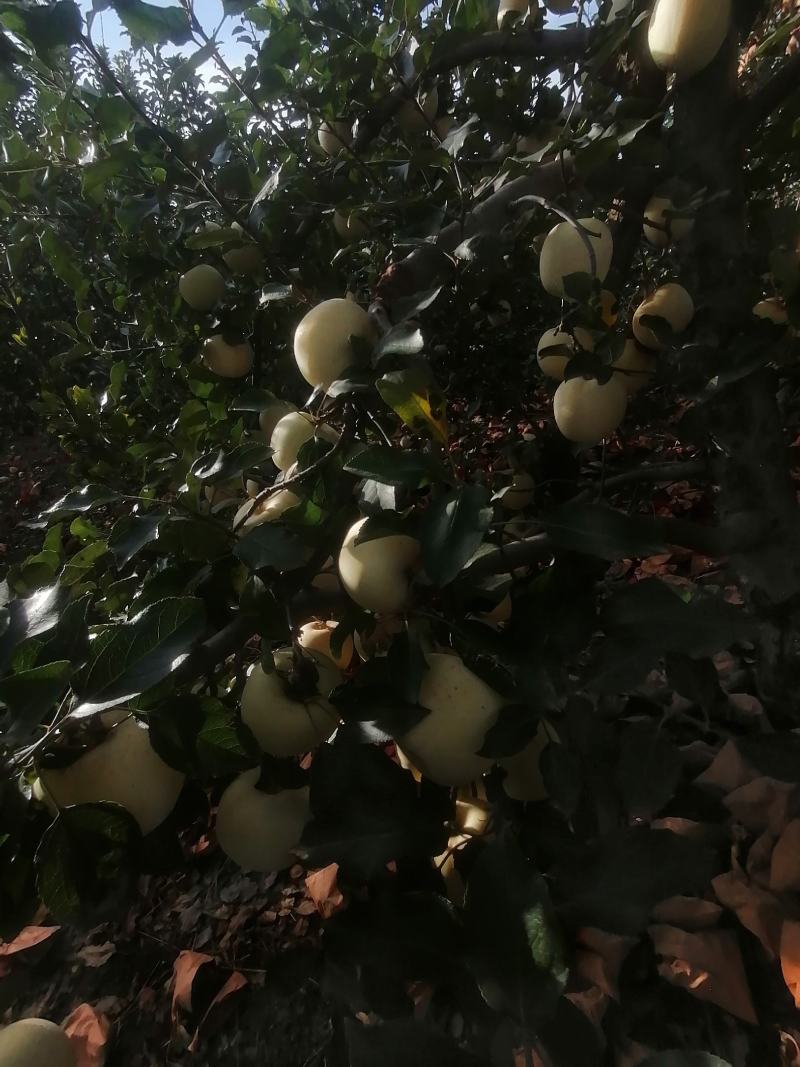 陕西红富士苹果