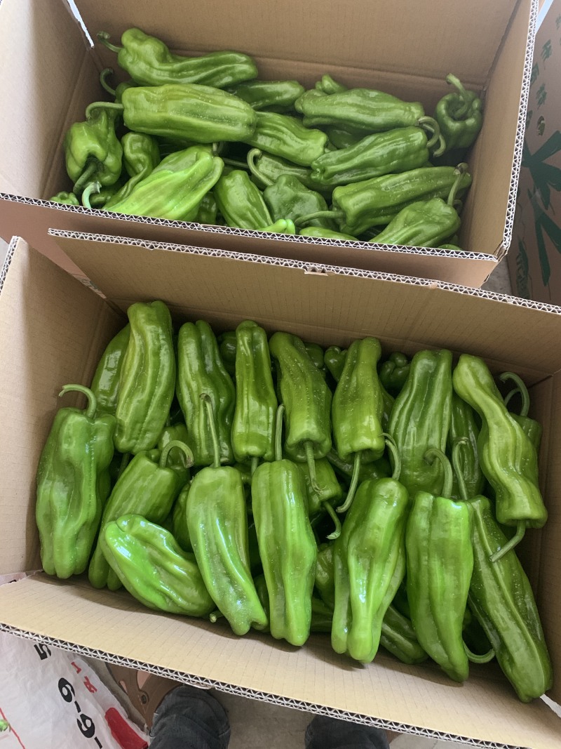 薄皮辣椒安徽鲜辣椒薄皮椒商超电商供货代收代发全国