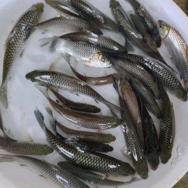 鲫鱼白鲫鱼苗成鱼规格齐全量大质优可免费提供养殖技术