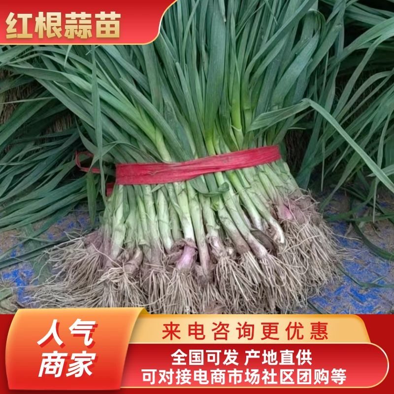 红根蒜苗45~50cm，产地一手货源，品质保证，量大从优
