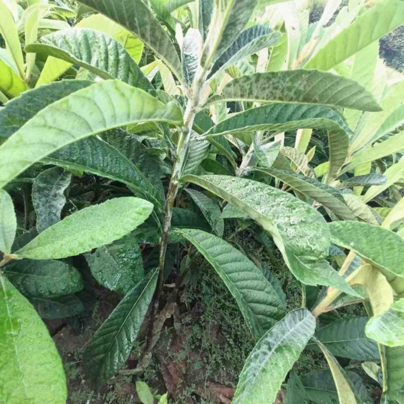 【简阳】大五星枇杷苗大量上市成活率高自家种植