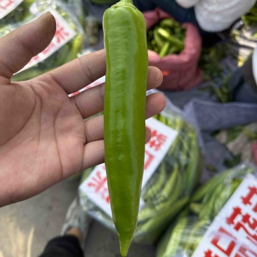 《推荐》精品尖椒河北邯郸量大价优