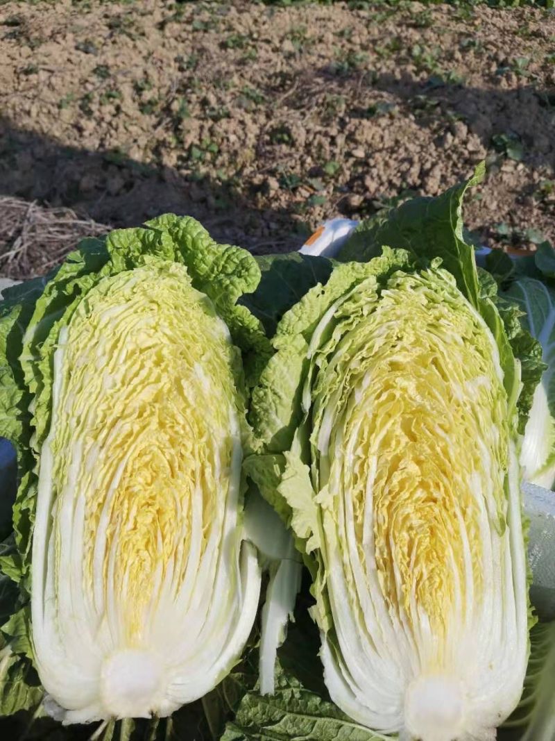 黄心白菜安徽砀山白菜货源稳定代收代发全国市场