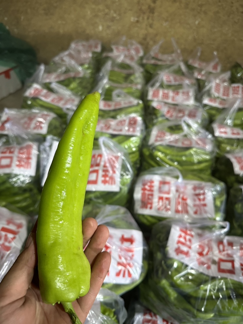 《推荐》精品尖椒河北邯郸量大价优