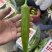 《推荐》精品尖椒河北邯郸量大价优