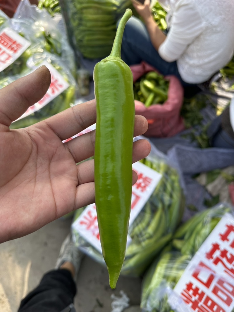 《推荐》精品尖椒河北邯郸量大价优