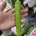 《推荐》精品尖椒河北邯郸量大价优