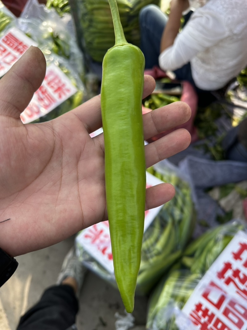 《推荐》精品尖椒河北邯郸量大价优