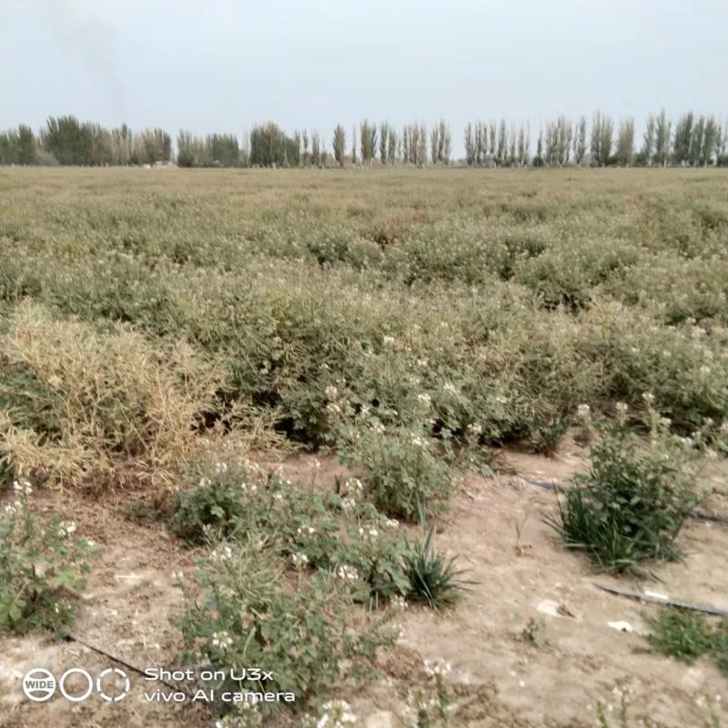 新疆中药材种子百花菜子色选大货包邮面谈