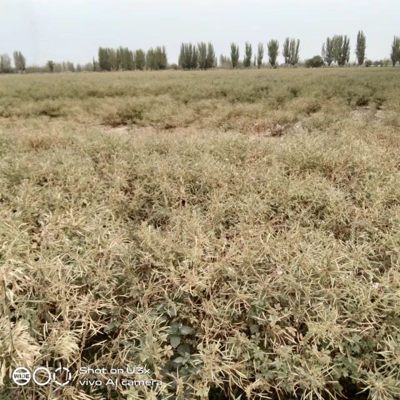 新疆中药材种子百花菜子色选大货包邮面谈