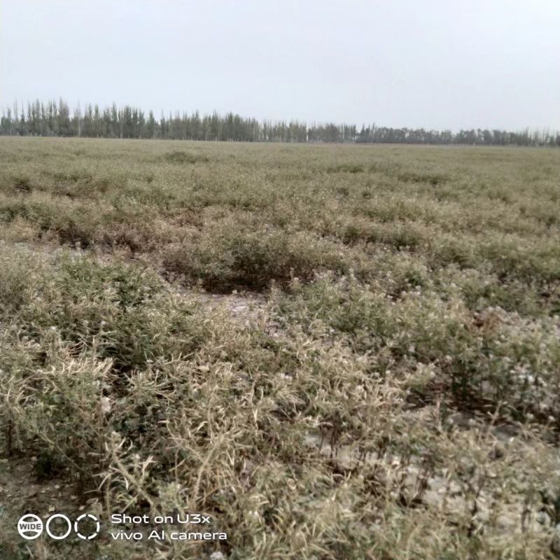 新疆中药材种子百花菜子色选大货包邮面谈