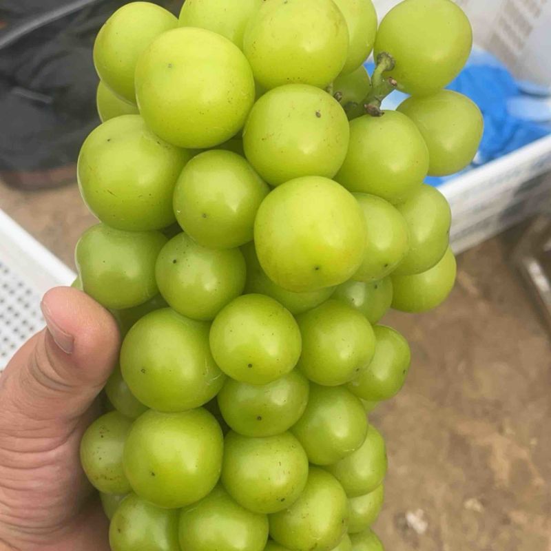阳光玫瑰葡萄大量上市中