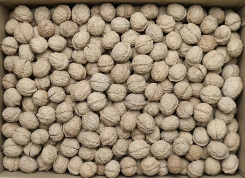 云南薄皮核桃，高海拔老树薄皮核桃，2024年新果