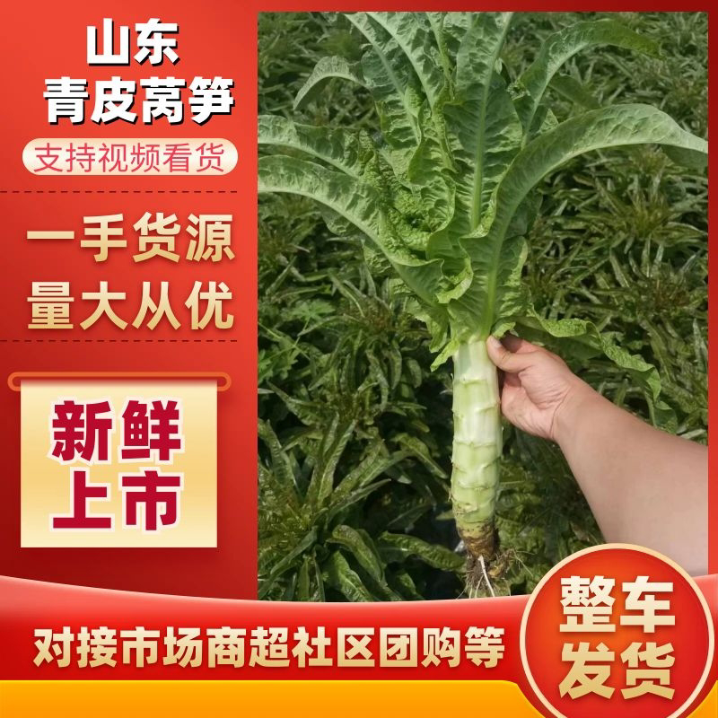 【青皮莴笋】山东兰陵莴笋新鲜供应，量大从优，价格实惠