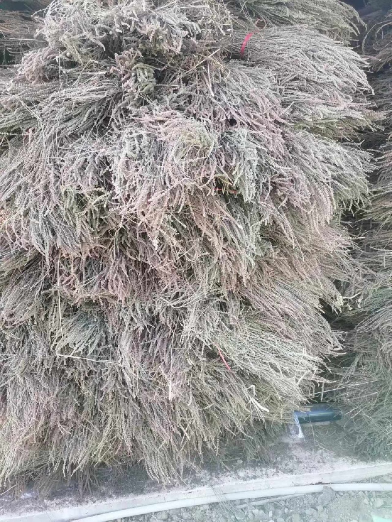 赤峰产全荆芥常年供货药材店加工厂有需要的老板来电联系