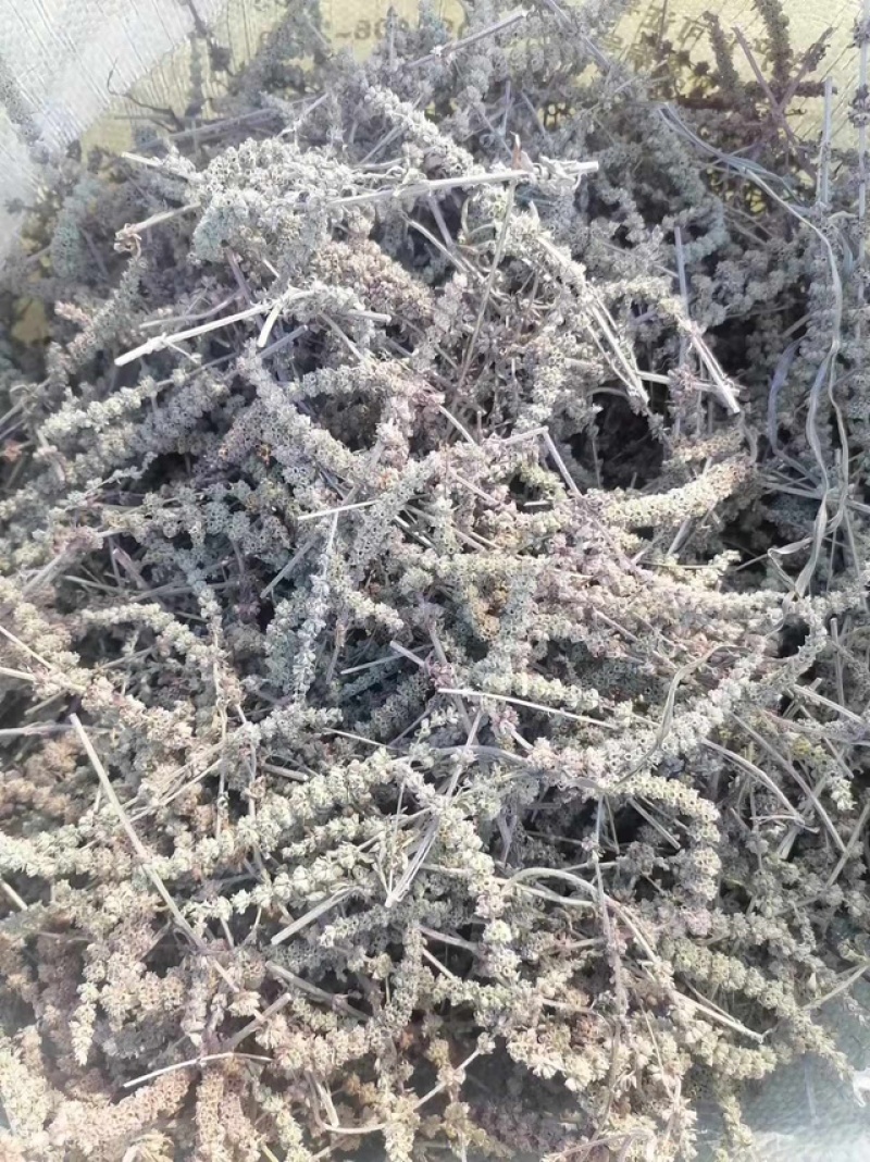 赤峰产全荆芥常年供货药材店加工厂有需要的老板来电联系