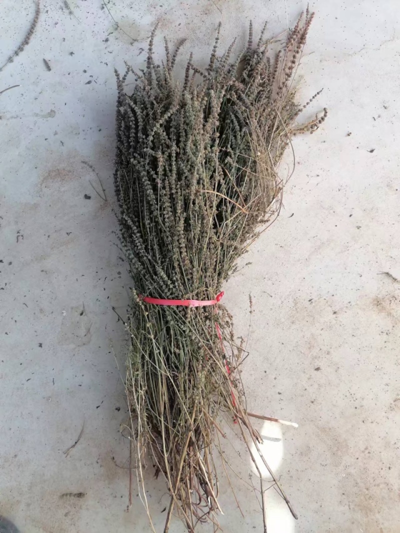 赤峰产全荆芥常年供货药材店加工厂有需要的老板来电联系