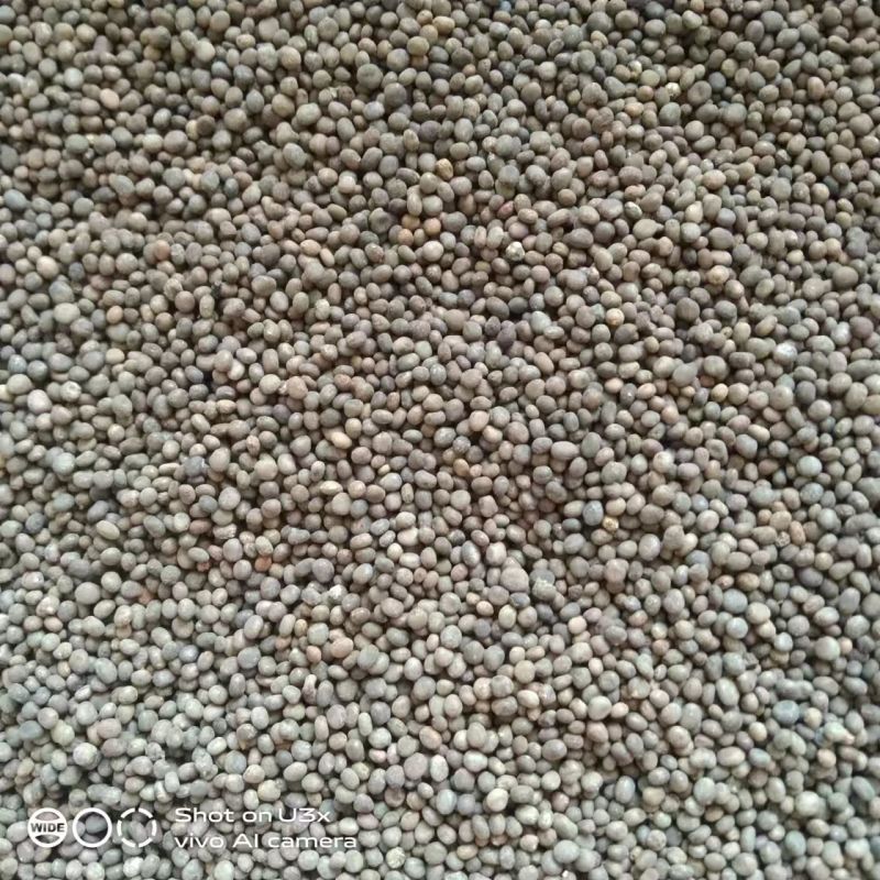 新疆阿拉尔市急性子，大量现货批发，量大从优，欢迎下单
