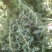 新疆阿拉尔市急性子，大量现货批发，量大从优，欢迎下单
