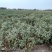 新疆阿拉尔市急性子，大量现货批发，量大从优，欢迎下单