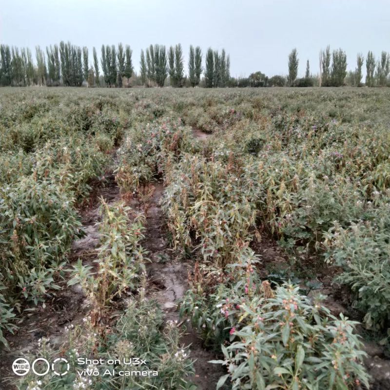 新疆阿拉尔凤仙透骨草，大量现货，全国发货，欢迎下单
