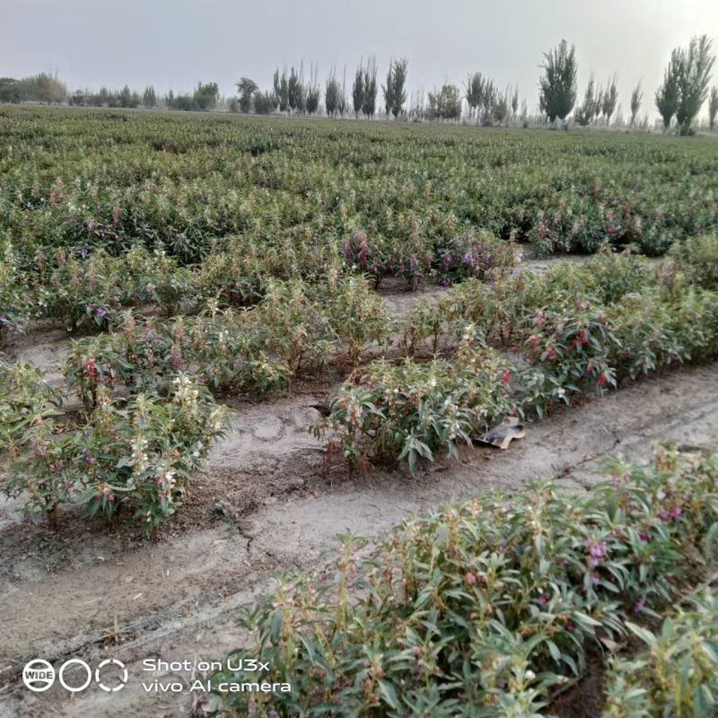 新疆阿拉尔凤仙透骨草，大量现货，全国发货，欢迎下单