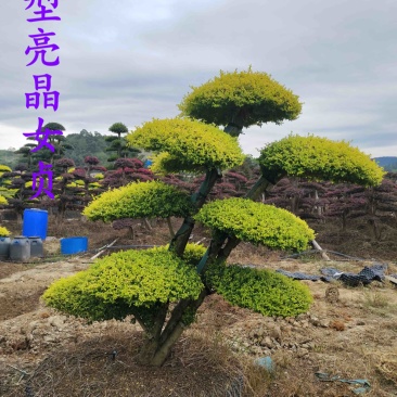 造型亮晶女贞