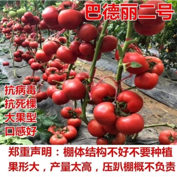 巴德丽高产粉果西红柿种子硬粉度好抗死棵寿光西红柿种籽