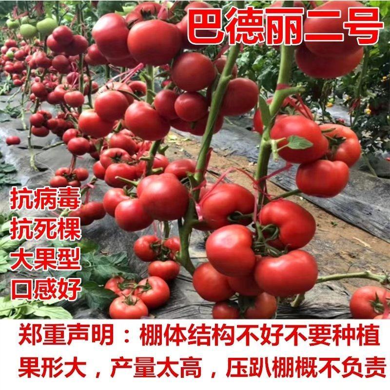 巴德丽高产粉果西红柿种子硬粉度好抗死棵寿光西红柿种籽