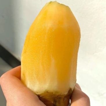 【特惠】一件代发正宗云南天山雪莲果新鲜现挖应季水果整箱