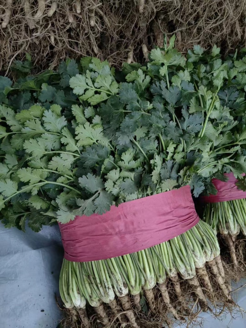 【牛商推荐】铁杆青香菜/基地直发/欢迎咨询/诚信经营