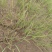 山东聊城莘县洋葱苗基地批发诚信经营欢迎各位老板来电