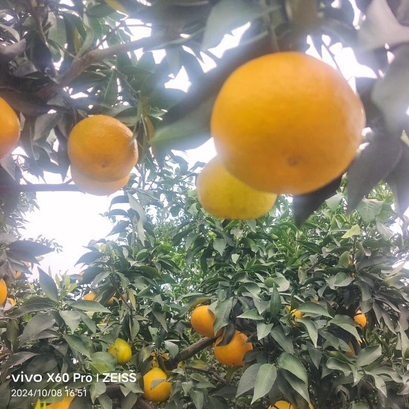 【推荐】四川爱媛果冻橙皮薄多汁产地直发可视频看货