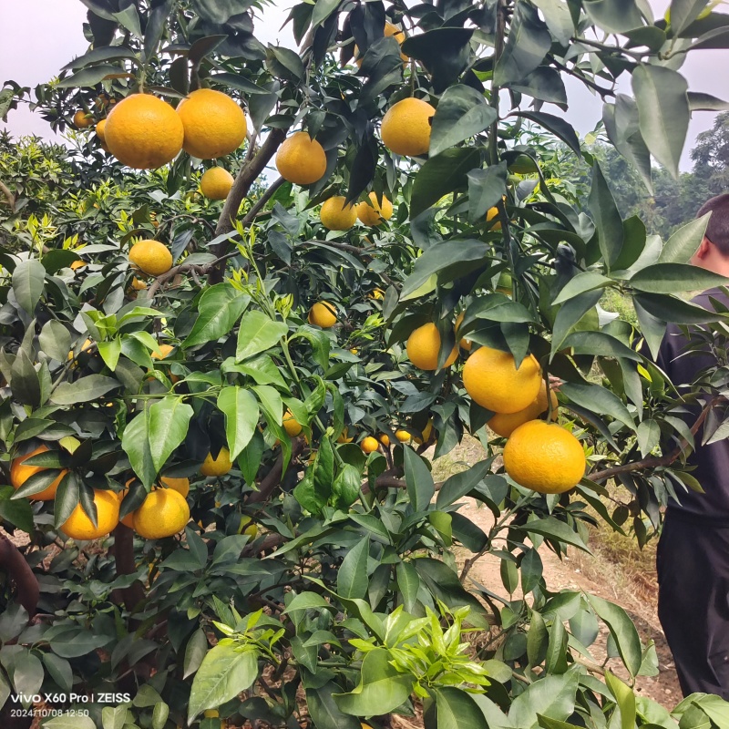 【推荐】四川爱媛果冻橙皮薄多汁产地直发可视频看货