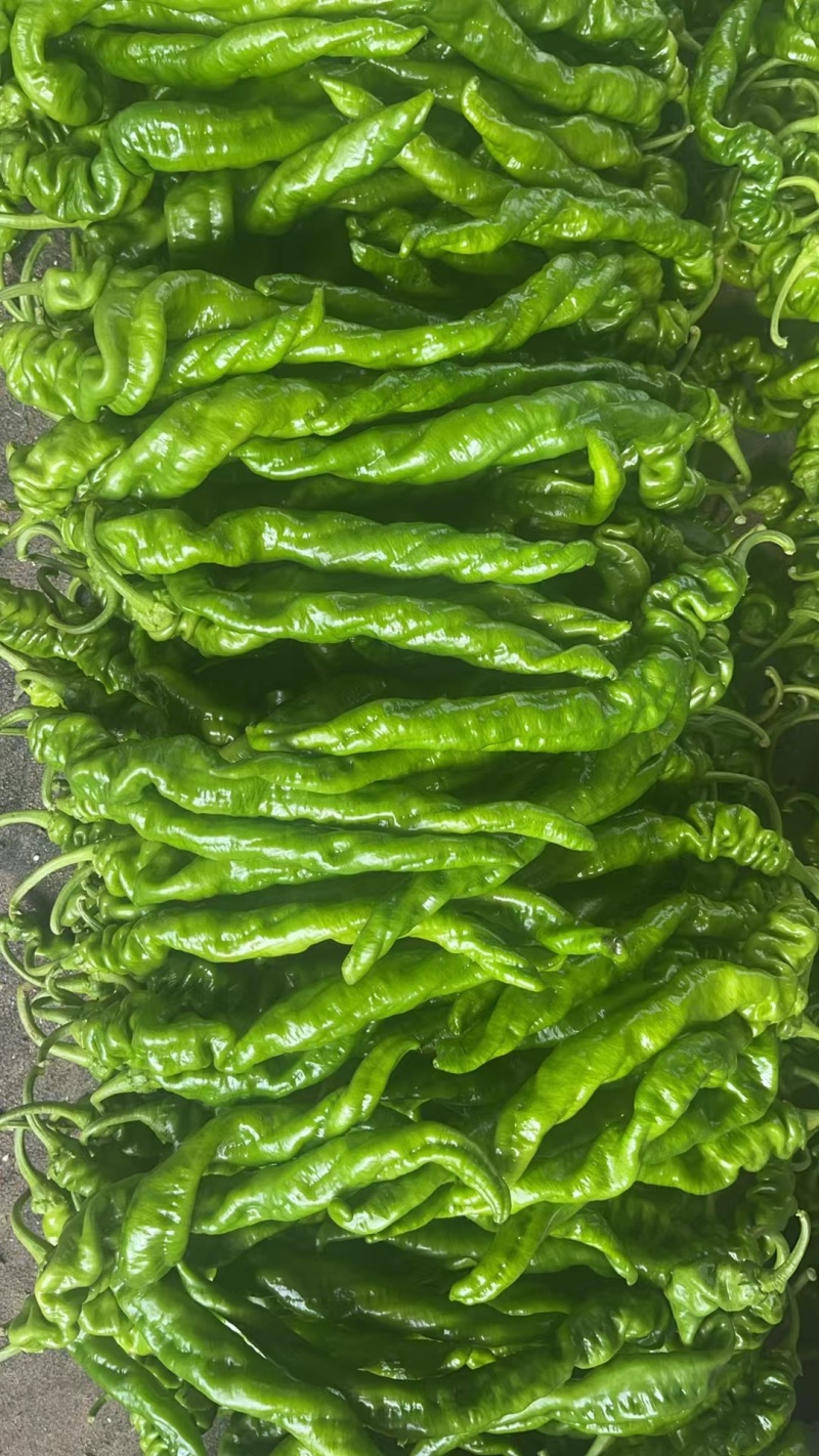 万亩鲜辣椒大量有现货，价格实惠，代发代办