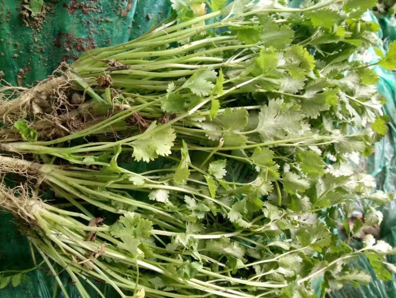 山东聊生莘县香菜大量供应基地批发诚信经营欢迎老板来电