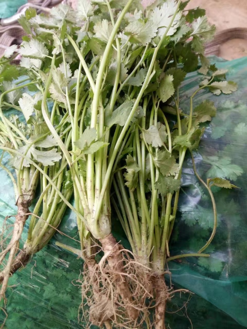山东聊生莘县香菜大量供应基地批发诚信经营欢迎老板来电