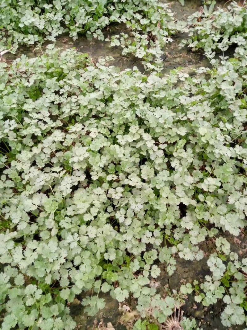 山东聊生莘县香菜大量供应基地批发诚信经营欢迎老板来电