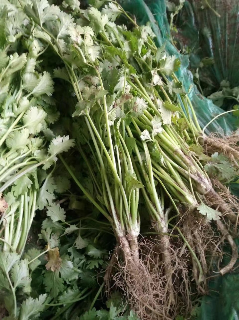 山东聊生莘县香菜大量供应基地批发诚信经营欢迎老板来电