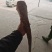 新疆鲜冻大牛尾国产牛尾长期有货精修去油纯干货规格齐全可