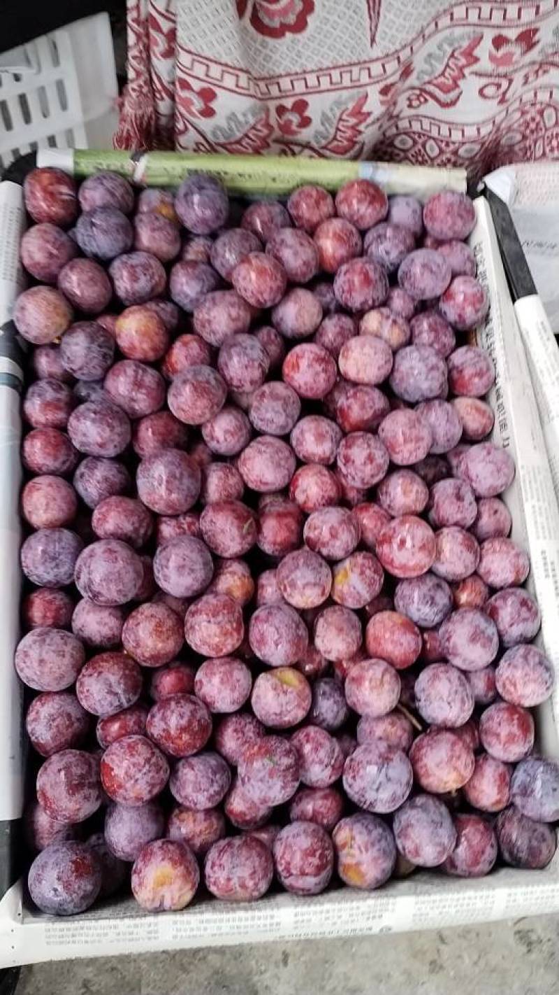 新鲜脆红李子，甜蜜多汁，健康美味，**特惠！