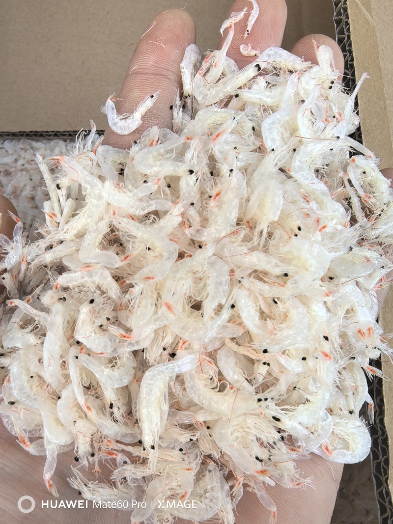虾皮纯淡干虾皮24年新货大个头无盐虾皮