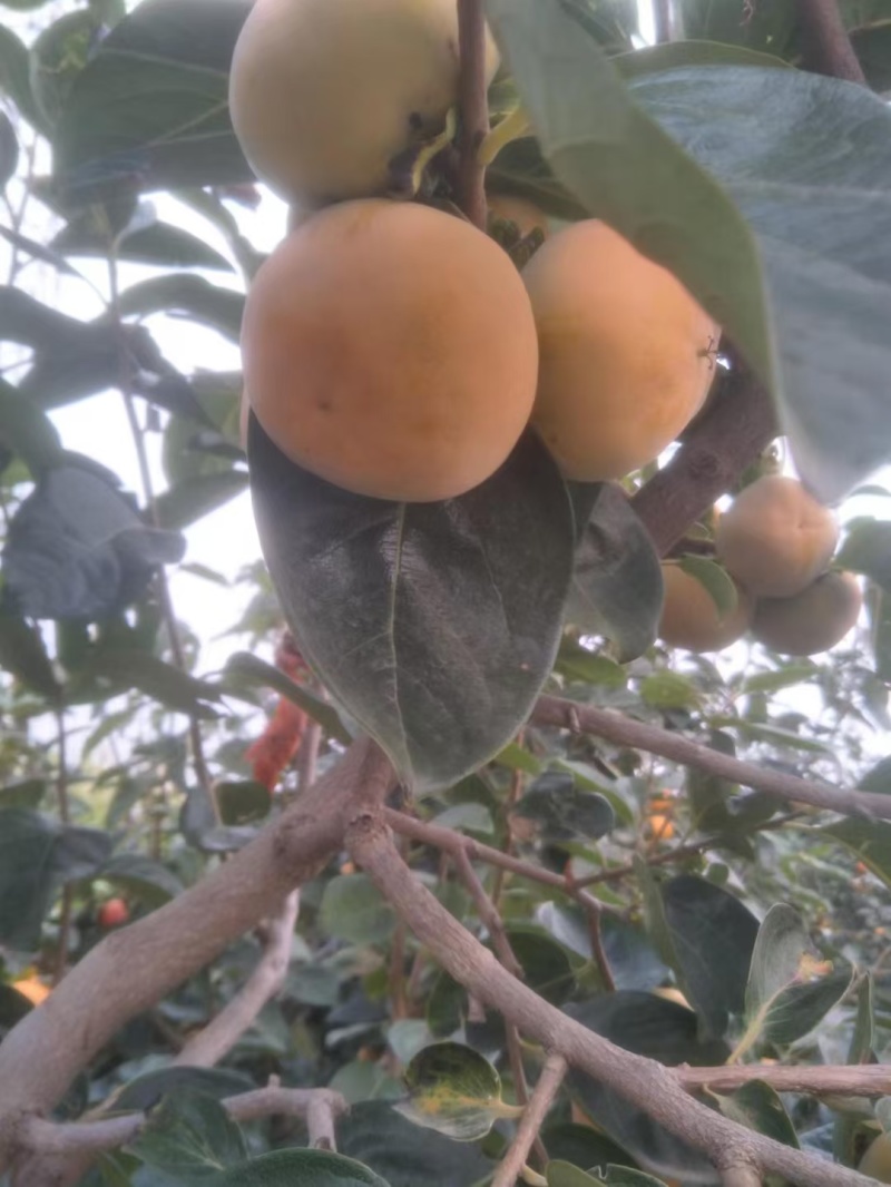 精品阳丰柿子大量成熟一手货源量大从优质量保证欢迎咨询