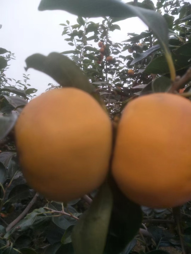 精品阳丰柿子大量成熟一手货源量大从优质量保证欢迎咨询