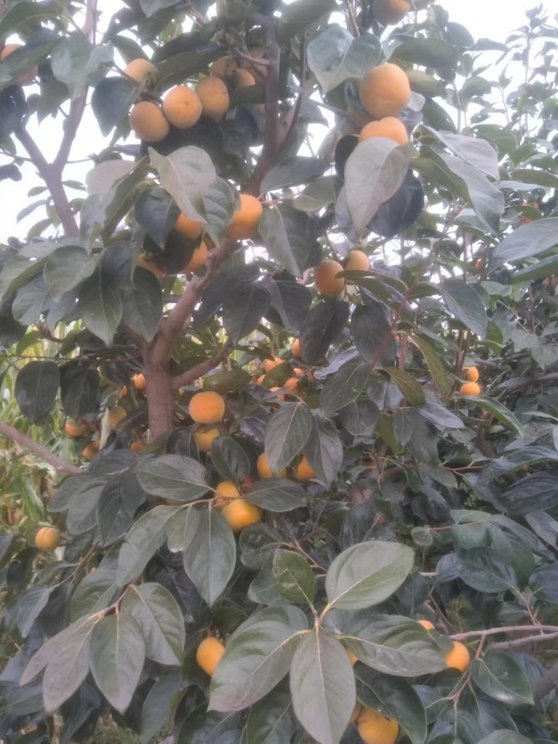 精品阳丰柿子大量成熟一手货源量大从优质量保证欢迎咨询
