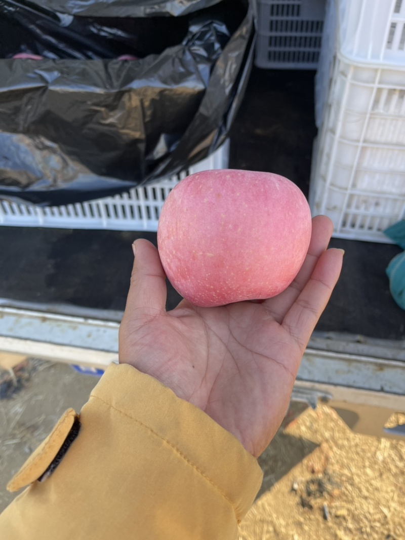 【烟台红富士】栖霞苹果80起步纸袋条红片红都有按需求分拣
