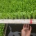 意大利生菜苗现挖现发存活率高可提供种植技术