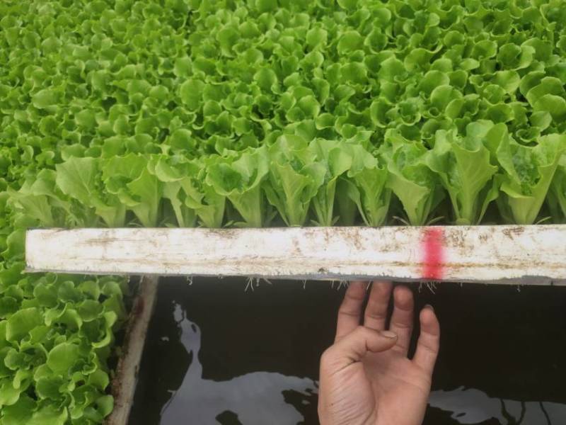 意大利生菜苗现挖现发存活率高可提供种植技术