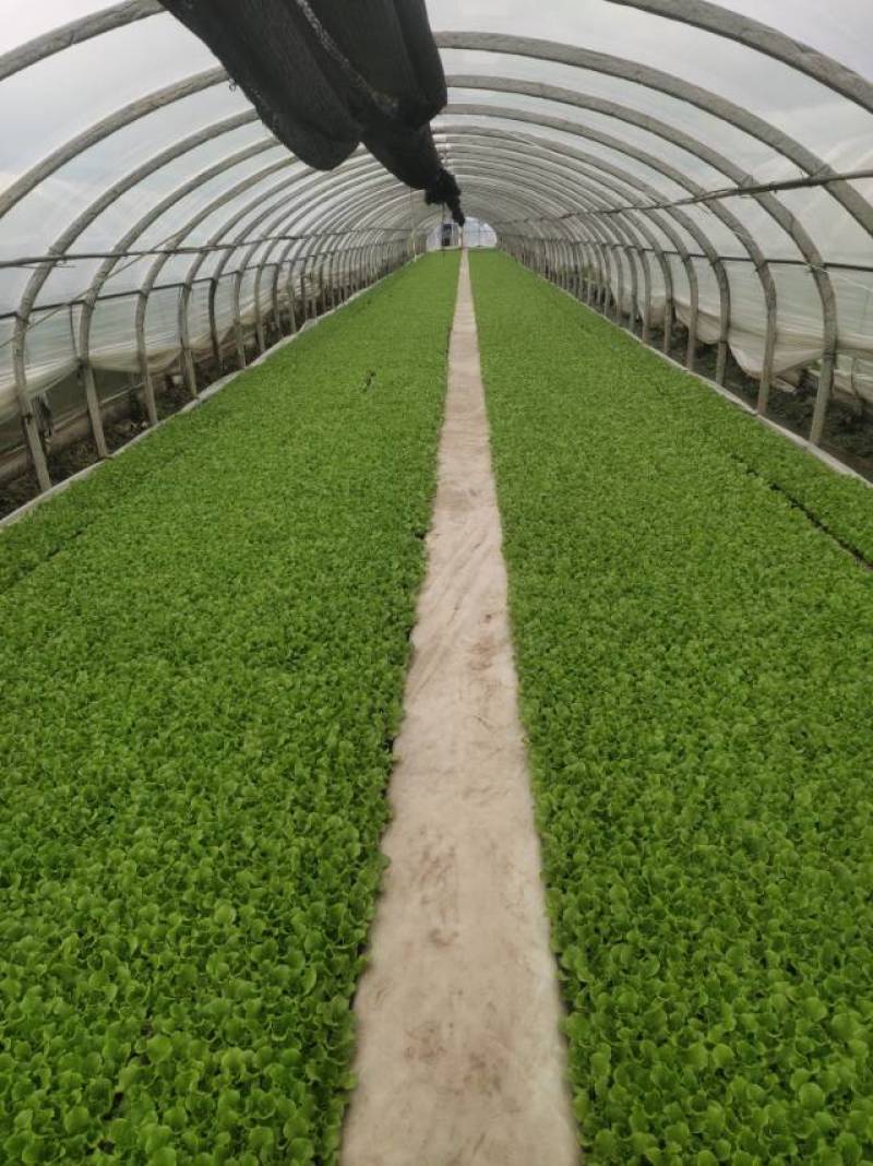 意大利生菜苗现挖现发存活率高可提供种植技术