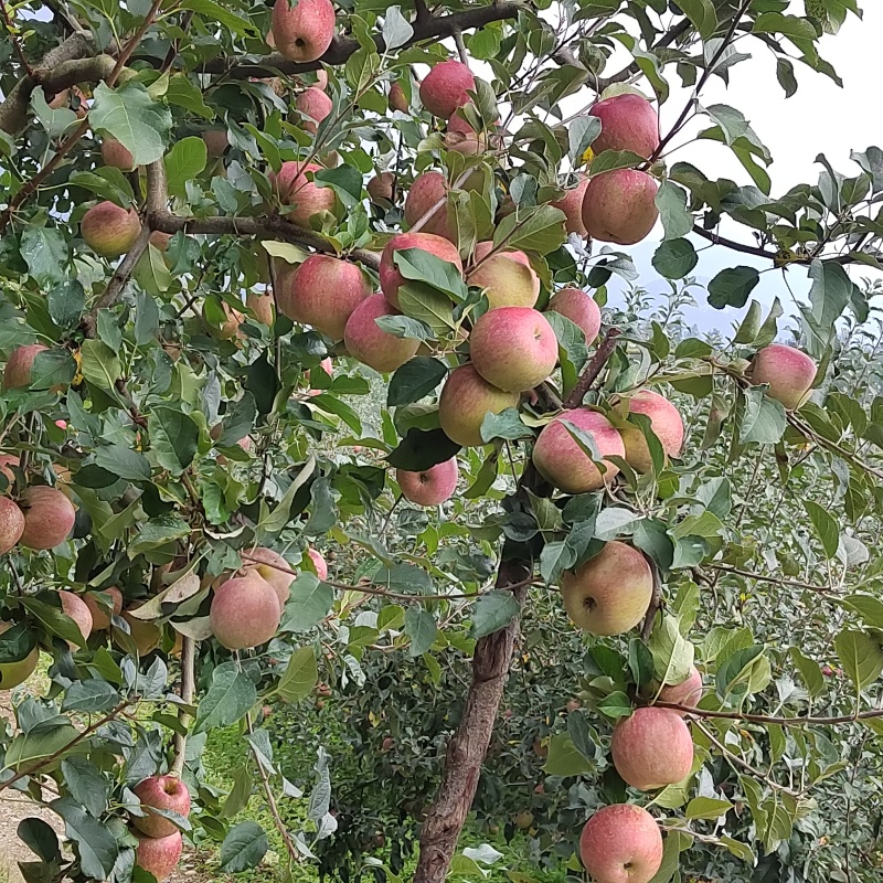 红富士大量供应四川产地直发，货源充足，量大从优，新鲜采摘